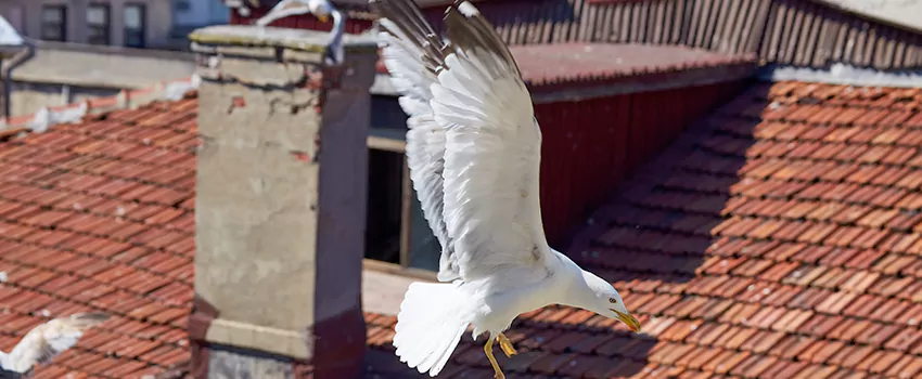 Residential Chimney Animal Removal Solution in Spring Valley, NV