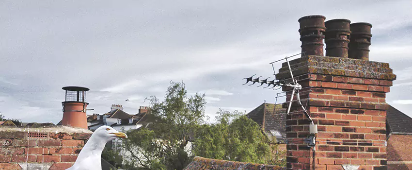 Chimney Cleaning And Restoration in Spring Valley, Nevada